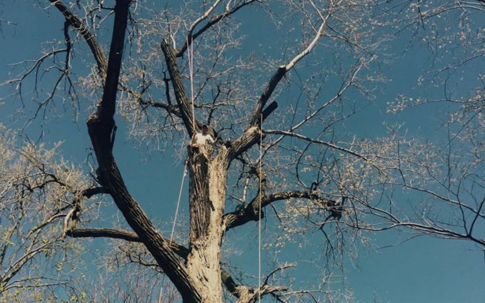 Tree Trimming