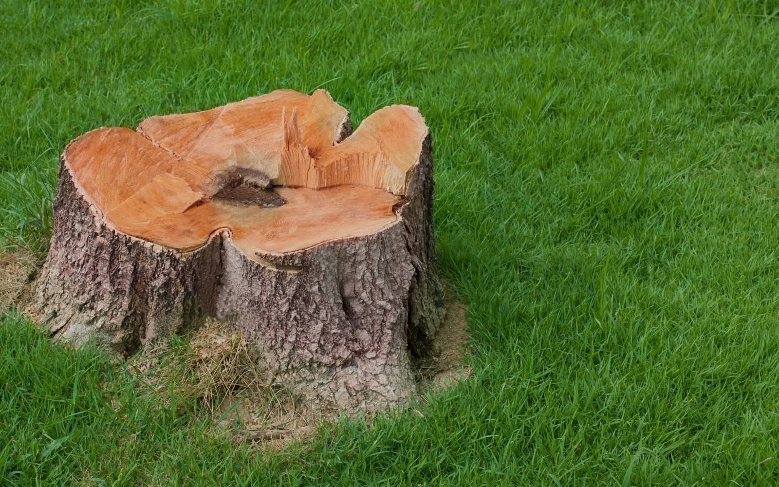 Stump Removal